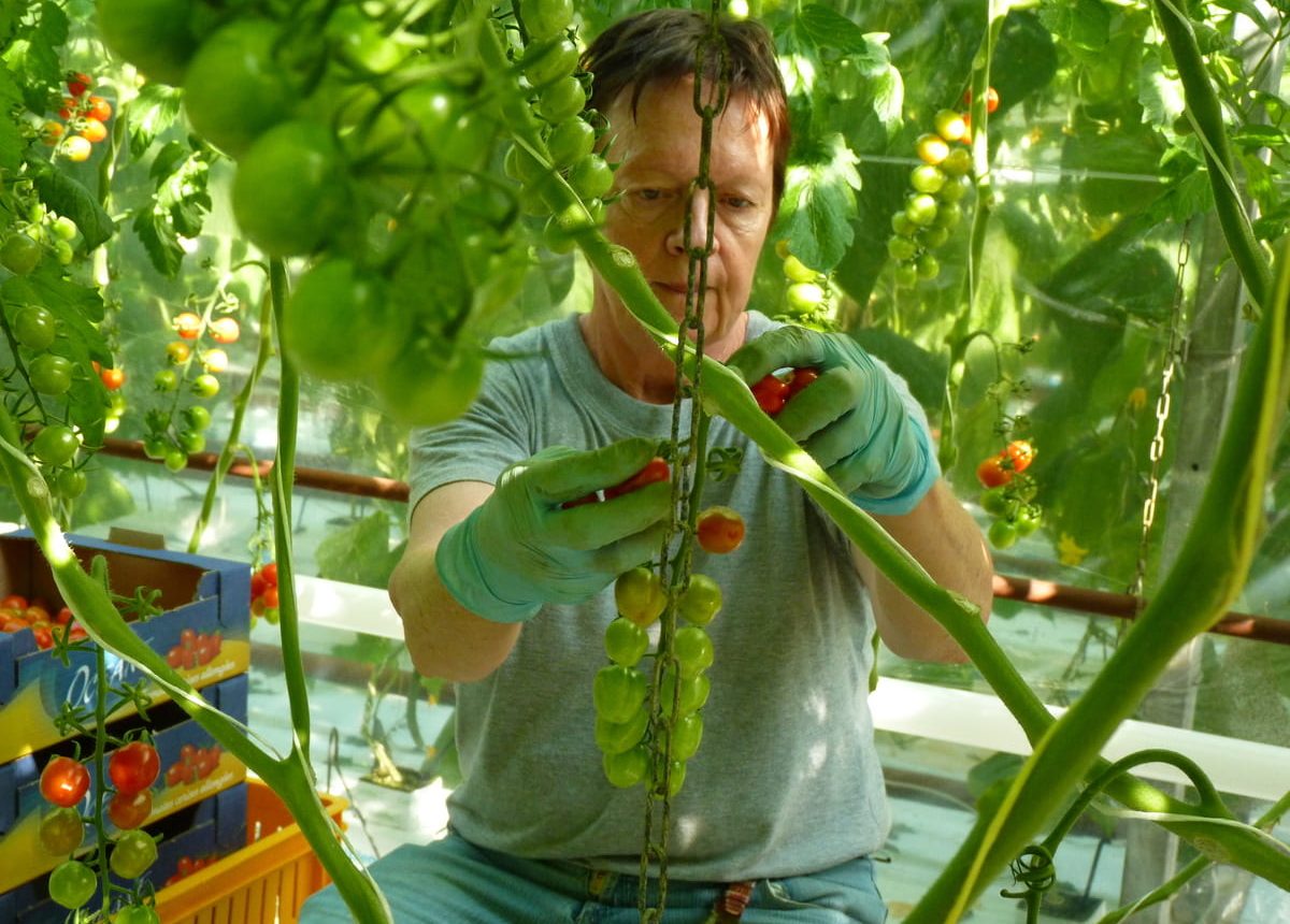 ramassage-tomates_maraichers-nantais