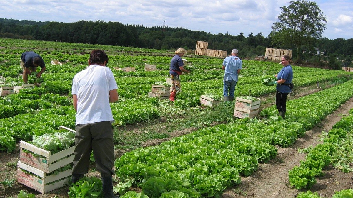 Récolte de salades