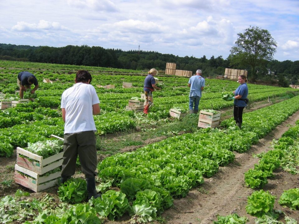 Récolte de salades